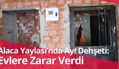 Trabzon Yaylalarında Ayı Dehşeti: Evlere Zarar Verdi