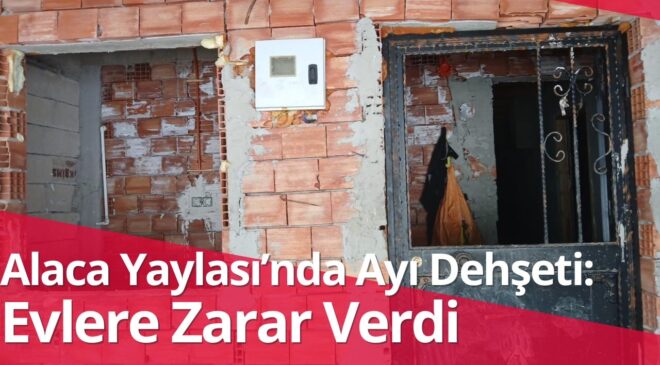 Trabzon Yaylalarında Ayı Dehşeti: Evlere Zarar Verdi