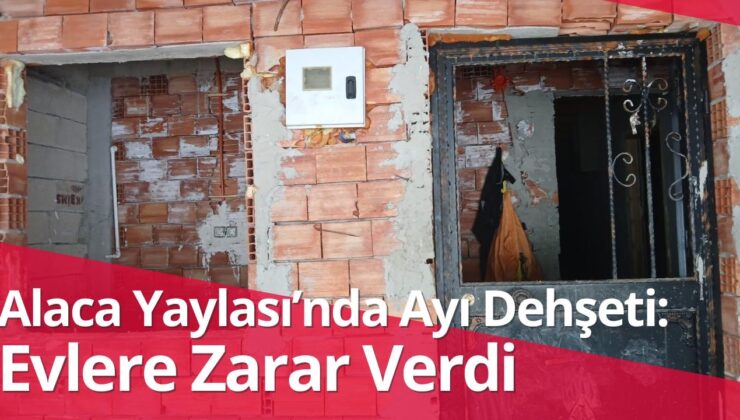 Trabzon Yaylalarında Ayı Dehşeti: Evlere Zarar Verdi