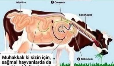 TÜRKİYE’DE KIRMIZI ETTE BÜYÜK ÇÖKÜŞ: HAYVAN VARLIĞI NEDEN YOK EDİLİYOR