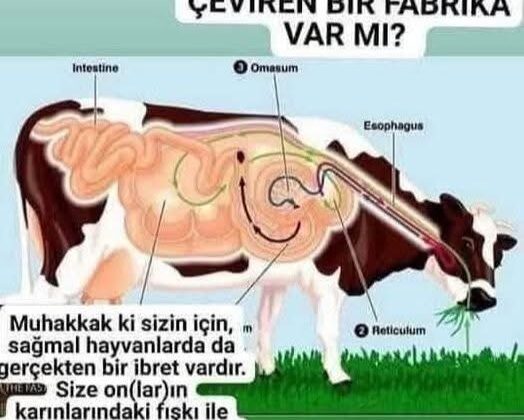 TÜRKİYE’DE KIRMIZI ETTE BÜYÜK ÇÖKÜŞ: HAYVAN VARLIĞI NEDEN YOK EDİLİYOR