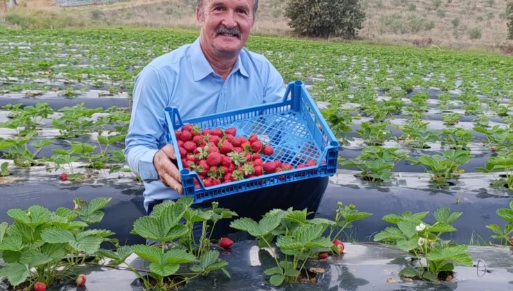 KÖPRÜBAŞI’NDA KASIM AYINDA ÇİLEK BEREKETİ  ADİL AKA