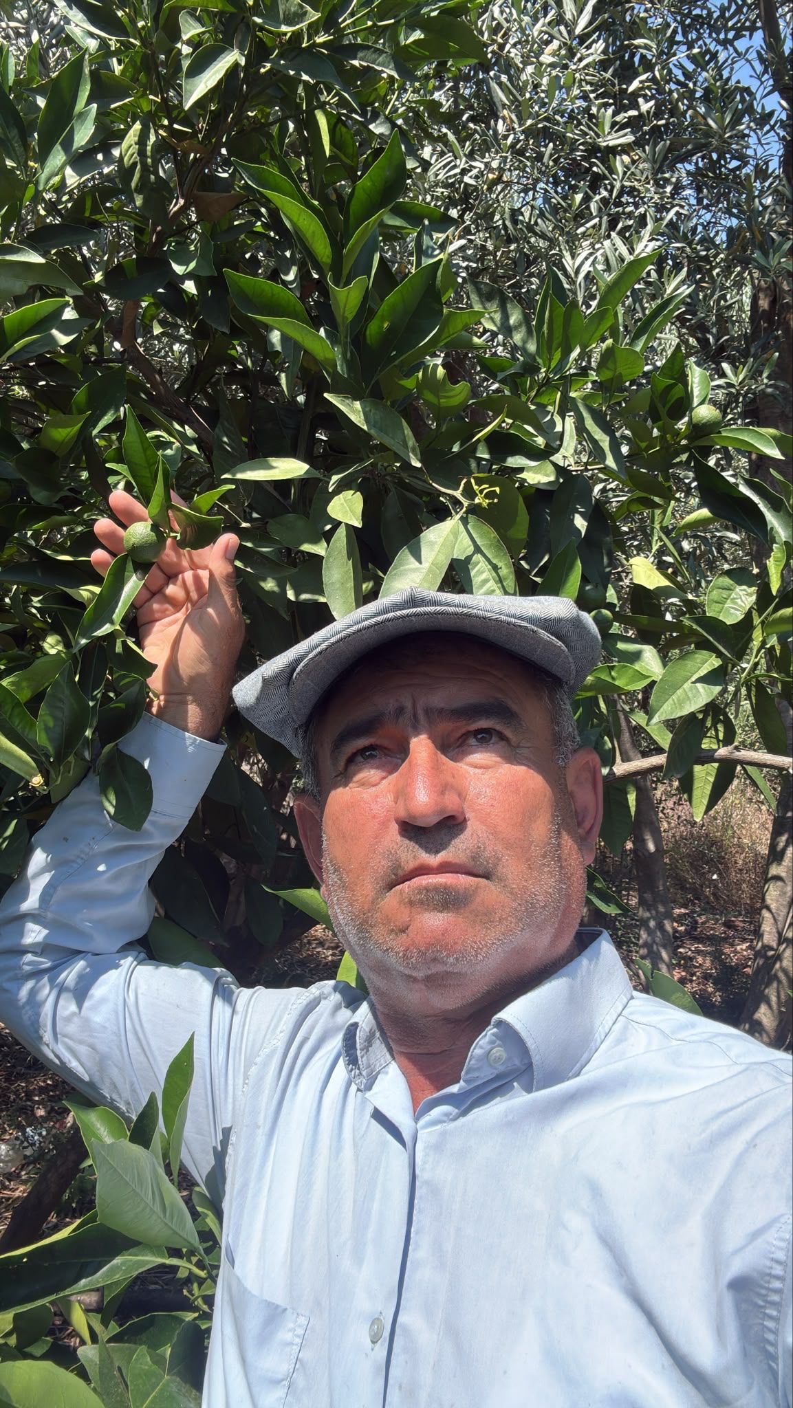 KUMLUCA’DA ÜRETİCİYE YAZ ALARMI: DOĞRU ZAMANLAMA ALTIN DEĞERİNDE!