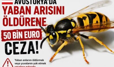Avusturya’da Yaban Arısını Öldürene 50 Bin Euroya Kadar Ceza  Sadakat Haber Merkezi Sevgi Yıldız Almanya