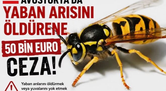 Avusturya’da Yaban Arısını Öldürene 50 Bin Euroya Kadar Ceza  Sadakat Haber Merkezi Sevgi Yıldız Almanya