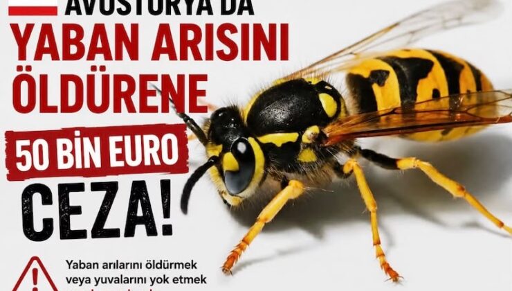 Avusturya’da Yaban Arısını Öldürene 50 Bin Euroya Kadar Ceza  Sadakat Haber Merkezi Sevgi Yıldız Almanya