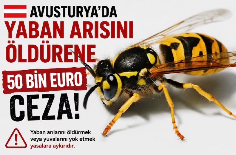 Avusturya’da Yaban Arısını Öldürene 50 Bin Euroya Kadar Ceza  Sadakat Haber Merkezi Sevgi Yıldız Almanya